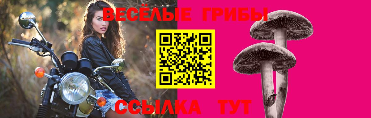 Галлюциногенные грибы Psilocybe Брянск